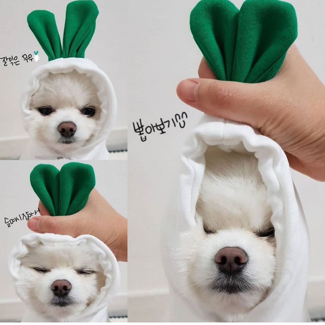 Cute Fruit Dog Hoodie multiple styles — group photo of small dogs wearing green, brown and mixed fruit hoodies
