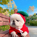 Cute Fruit Dog Hoodie heart style — white Maltese wearing cream hoodie with red heart on top, three-photo collage