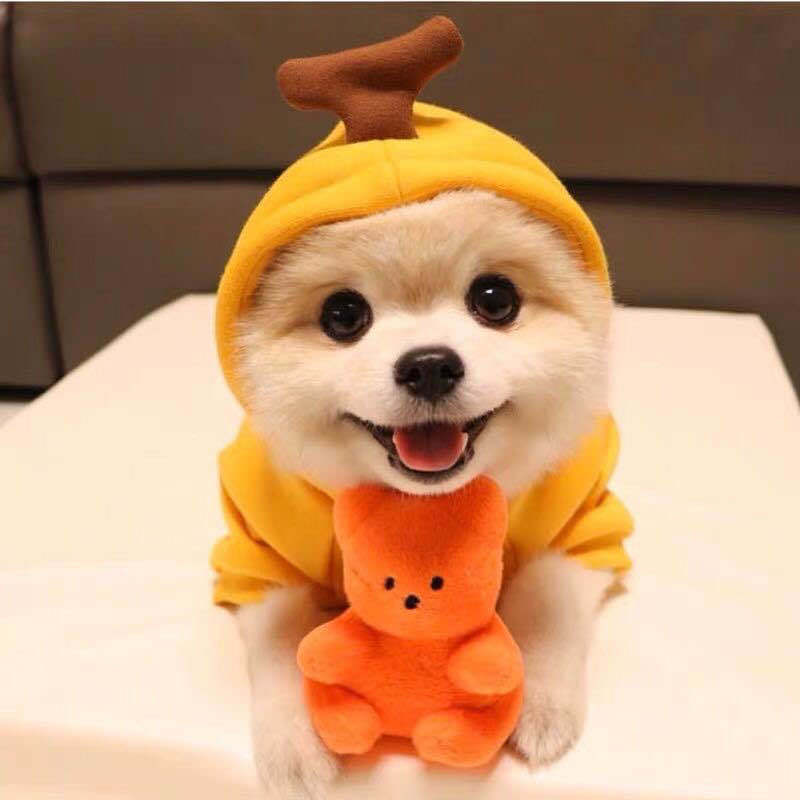 Cute Fruit Dog Hoodie — Chihuahua wearing orange pumpkin-style fleece hoodie solo shot