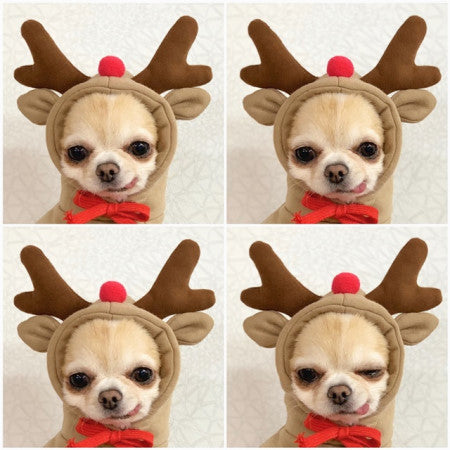 Cute Fruit Dog Hoodie size reference — small dog wearing fruit hoodie showing fit on Shiba Inu